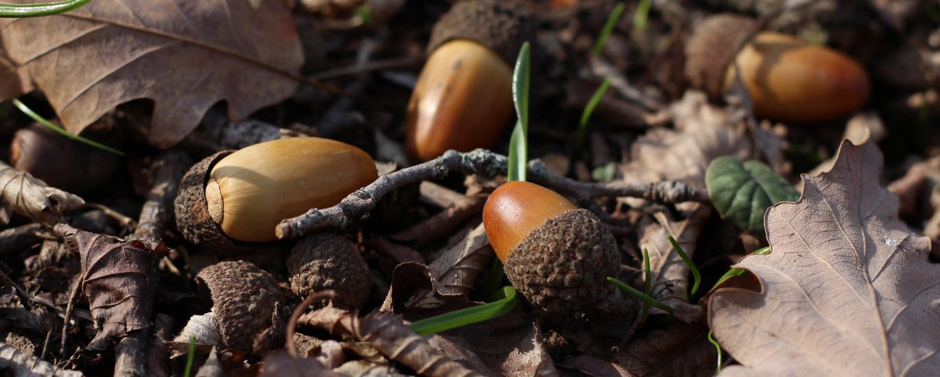 Pexels zura narimanishvili