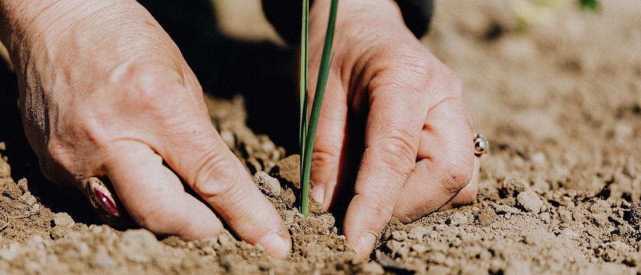 Pexels karolina grabowska 4207908 (1)